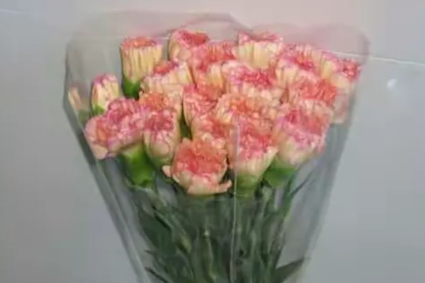 10支康乃馨的花语，花语是十全十美