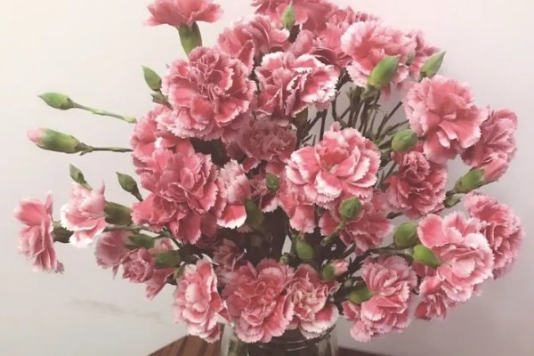 10支康乃馨的花语，花语是十全十美