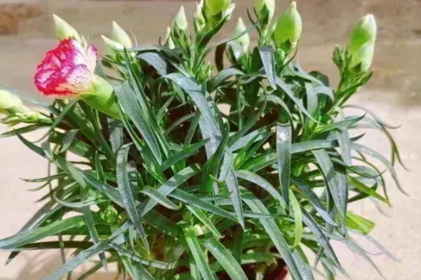 10支康乃馨的花语，花语是十全十美