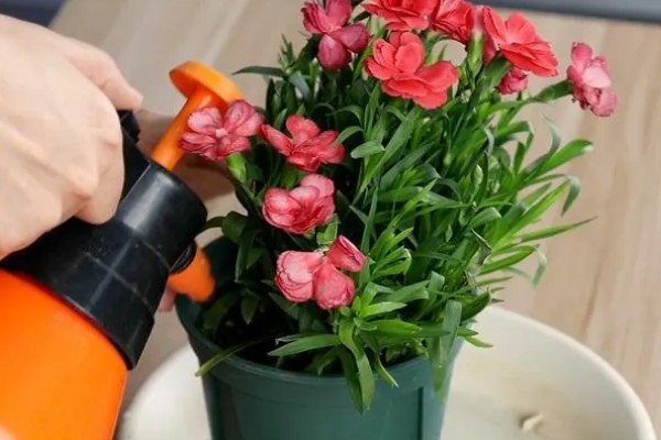 10支康乃馨的花语，花语是十全十美