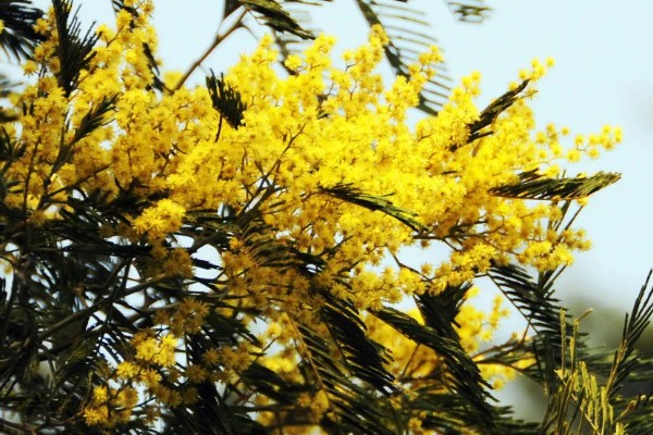 金合欢的寓意，寓意稍纵即逝的快乐等