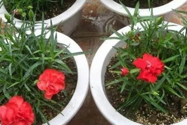 10支康乃馨的花语，花语是十全十美