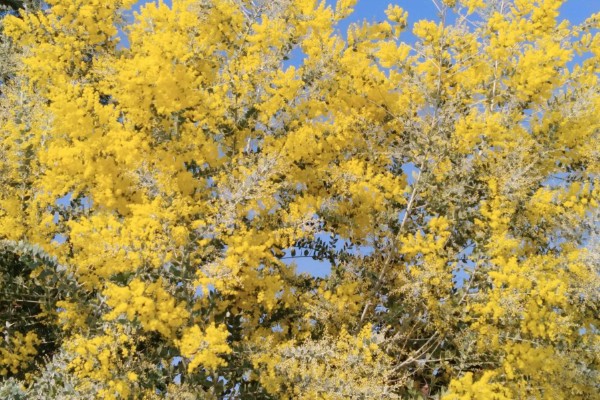 金合欢的寓意，寓意稍纵即逝的快乐等