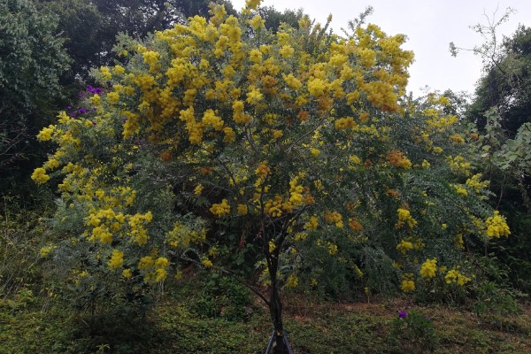 金合欢的寓意，寓意稍纵即逝的快乐等