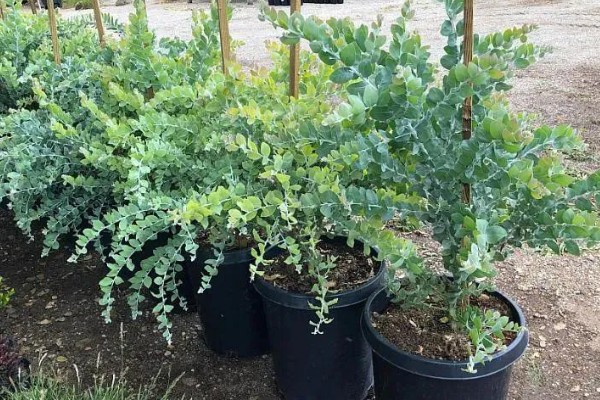 金合欢的寓意，寓意稍纵即逝的快乐等