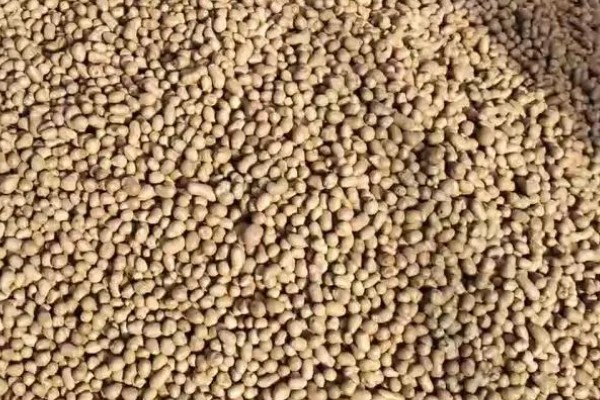 山药豆的种植方法，种植前需要选择种子品种