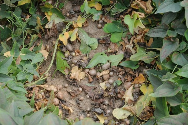 山药豆的种植方法，种植前需要选择种子品种