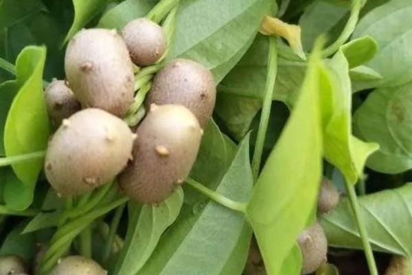 山药豆的种植方法，种植前需要选择种子品种