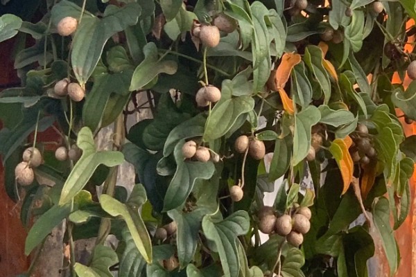 山药豆的种植方法，种植前需要选择种子品种