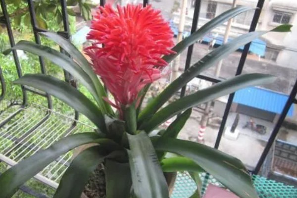 水塔花怎么修剪，要适当修剪枝条和叶子