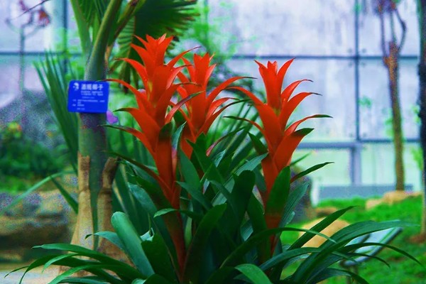 水塔花怎么修剪，要适当修剪枝条和叶子