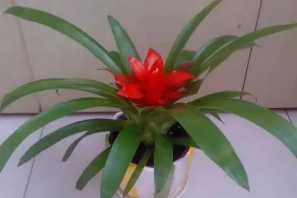 水塔花怎么修剪，要适当修剪枝条和叶子