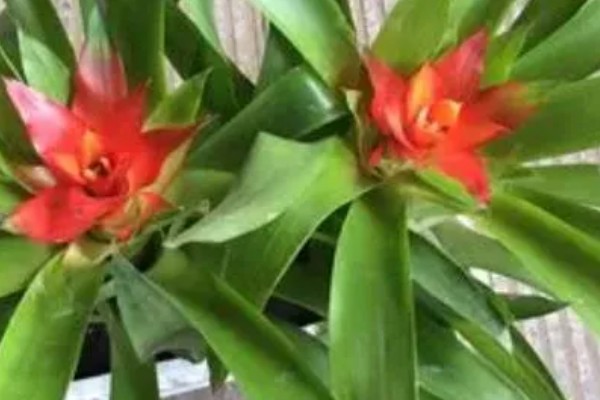 水塔花怎么修剪，要适当修剪枝条和叶子