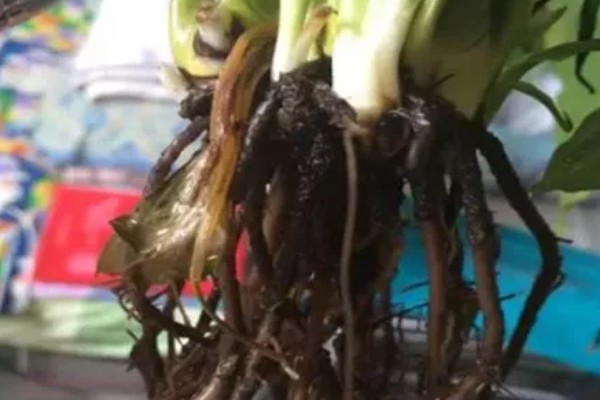 水塔花怎么修剪，要适当修剪枝条和叶子