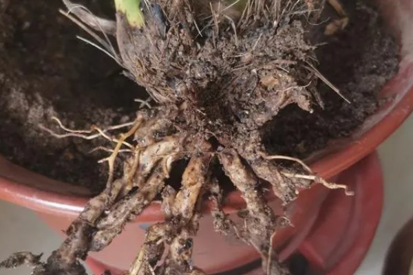 水塔花怎么修剪，要适当修剪枝条和叶子