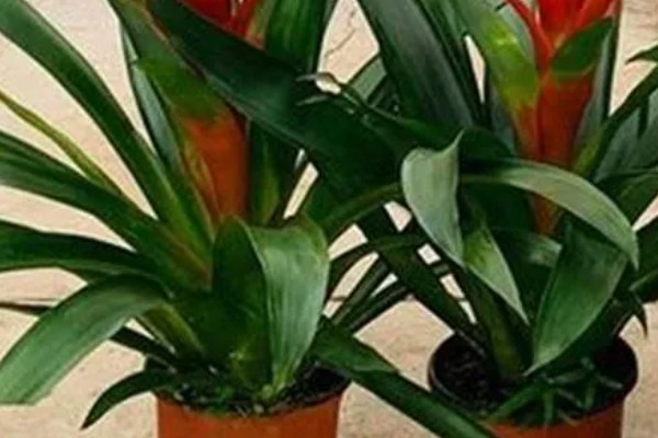 水塔花怎么修剪，要适当修剪枝条和叶子