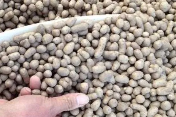 山药豆的种植方法，种植前需要选择种子品种