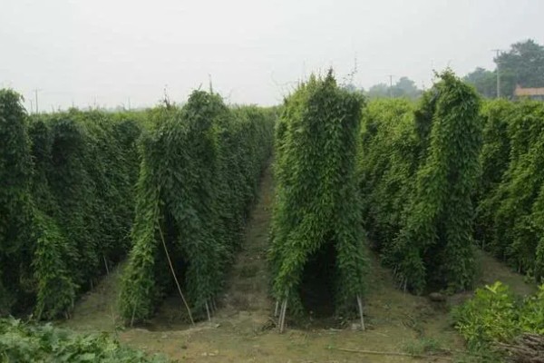 山药豆的种植方法，种植前需要选择种子品种