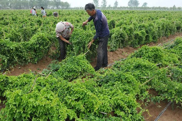 山药豆的种植方法，种植前需要选择种子品种