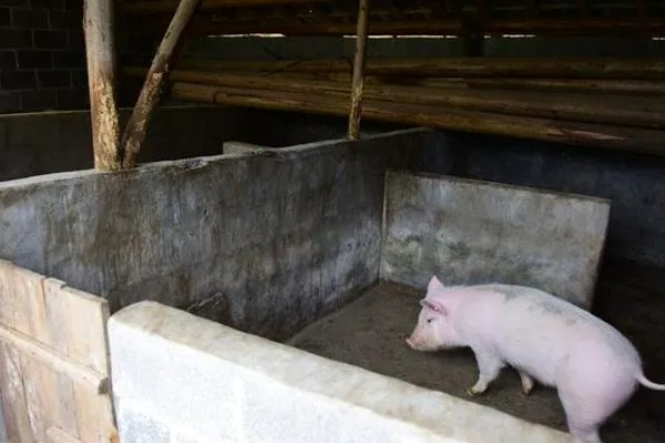 12平方的猪圈可以养多少头猪,取决于猪的类别、年龄等