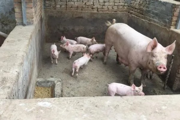 12平方的猪圈可以养多少头猪,取决于猪的类别、年龄等