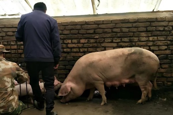 12平方的猪圈可以养多少头猪,取决于猪的类别、年龄等