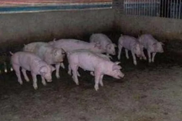 12平方的猪圈可以养多少头猪,取决于猪的类别、年龄等