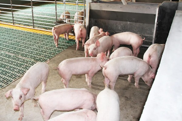 12平方的猪圈可以养多少头猪,取决于猪的类别、年龄等