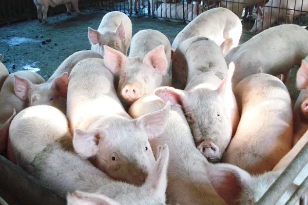 12平方的猪圈可以养多少头猪,取决于猪的类别、年龄等