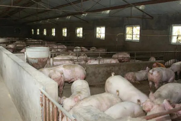 12平方的猪圈可以养多少头猪,取决于猪的类别、年龄等