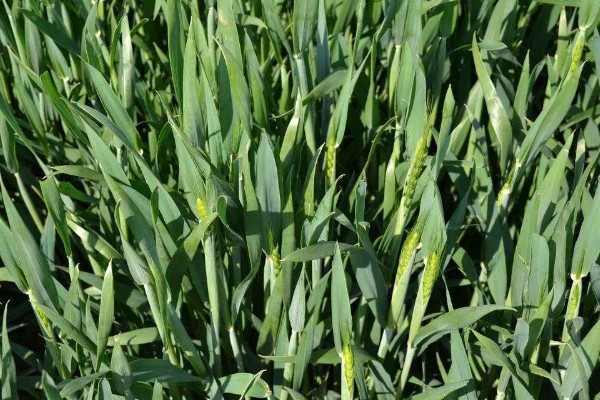 小麦何时进入抽穗期,主要集中在3-5月份