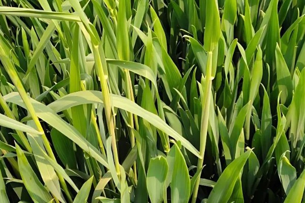 小麦何时进入抽穗期,主要集中在3-5月份