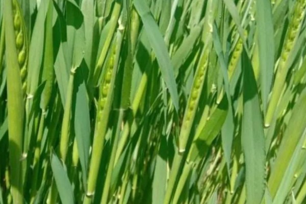 小麦何时进入抽穗期,主要集中在3-5月份