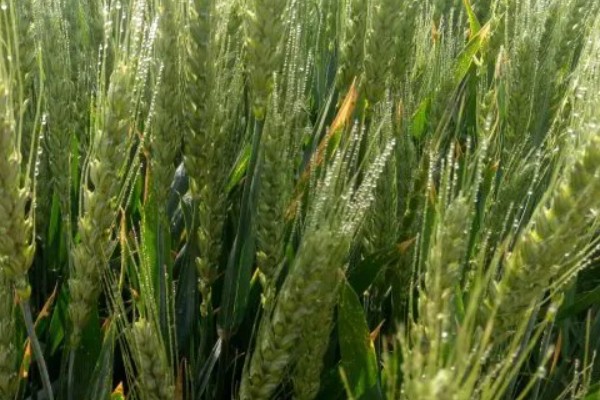 小麦何时进入抽穗期,主要集中在3-5月份