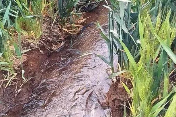 小麦何时进入抽穗期,主要集中在3-5月份