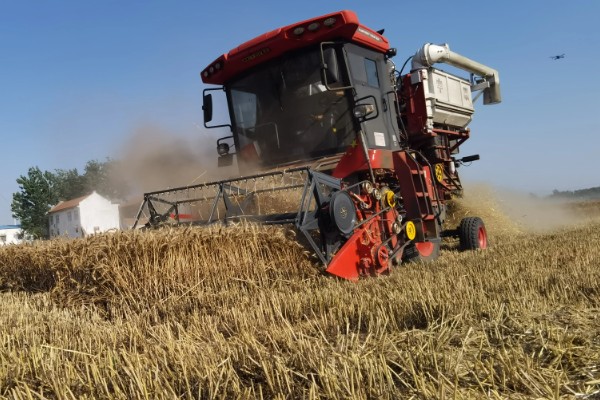 小麦收割的注意事项，作业时仔细观察联合收割机的输送情况