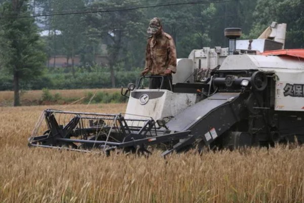 小麦收割的注意事项，作业时仔细观察联合收割机的输送情况