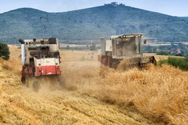 小麦收割的注意事项，作业时仔细观察联合收割机的输送情况