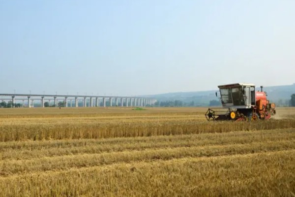 小麦收割的注意事项，作业时仔细观察联合收割机的输送情况