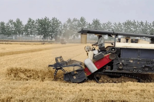 小麦收割的注意事项，作业时仔细观察联合收割机的输送情况