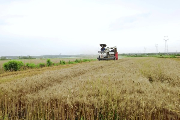 小麦收割的注意事项，作业时仔细观察联合收割机的输送情况