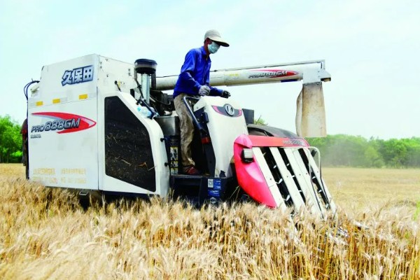 小麦收割的注意事项，作业时仔细观察联合收割机的输送情况