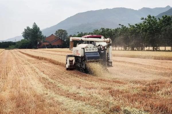 小麦收割的注意事项，作业时仔细观察联合收割机的输送情况