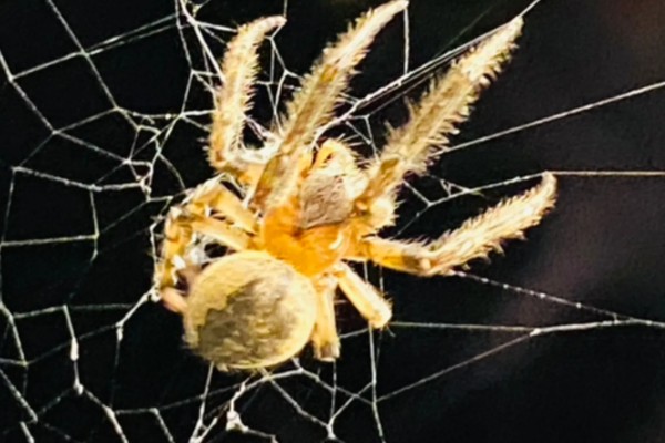 蜘蛛吐丝的原因，是为了能保护自己