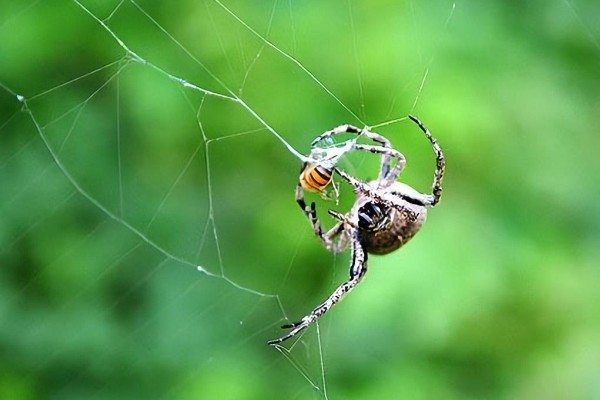 蜘蛛吐丝的原因，是为了能保护自己