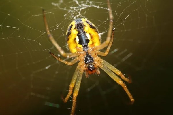 蜘蛛吐丝的原因，是为了能保护自己