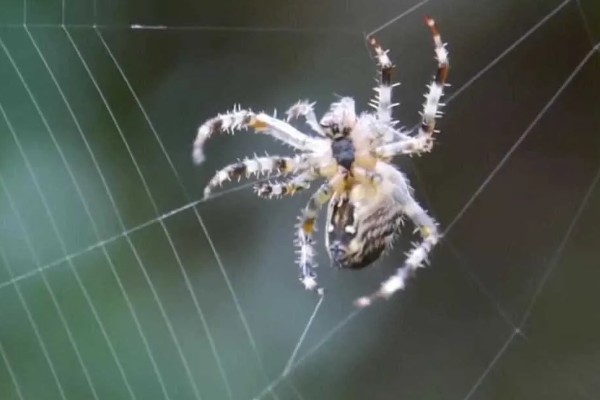 蜘蛛吐丝的原因，是为了能保护自己