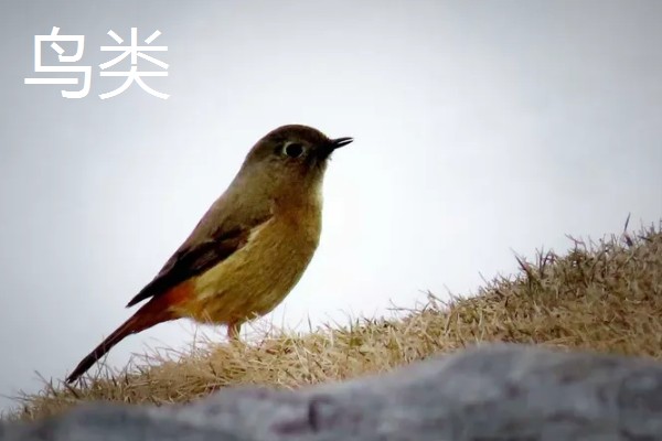 蜘蛛吐丝的原因，是为了能保护自己