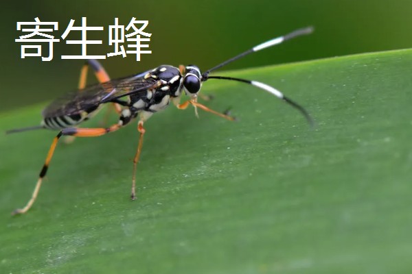 蜘蛛吐丝的原因，是为了能保护自己