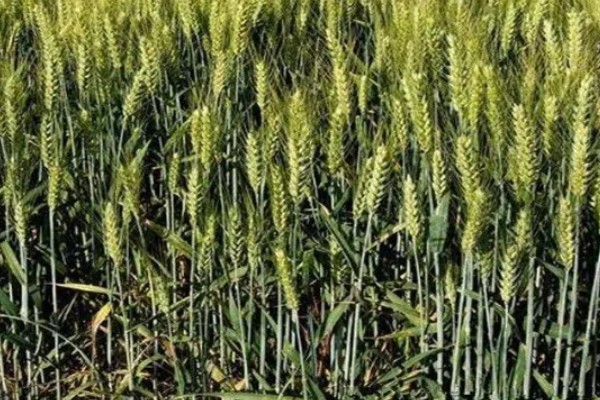 小麦条锈病怎么防治,首先要选择抗病品种